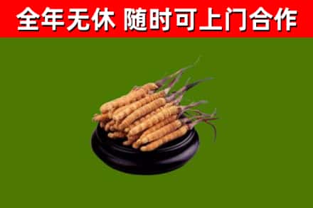 东西湖回收散虫草