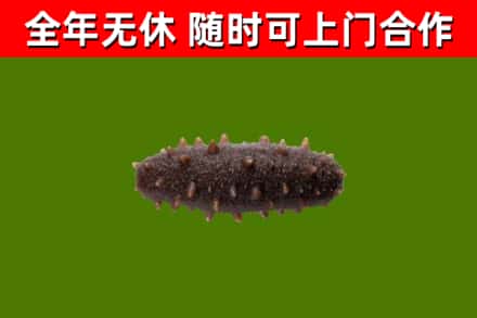 东西湖回收海参干